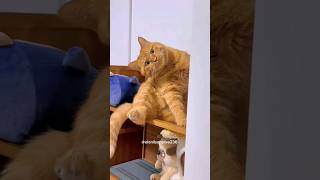 olha isso gente catcomedy catvideos gatofofo funny [upl. by Nanji804]