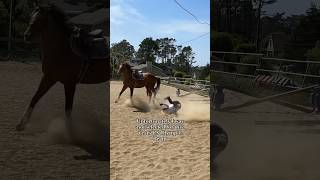 Equestrian Olympics shorts equestrian olympics horseriding showjumping [upl. by Walcott496]