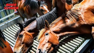 Agricultores Americanos Criam Milhões de Cavalos Para Abate [upl. by Melly]