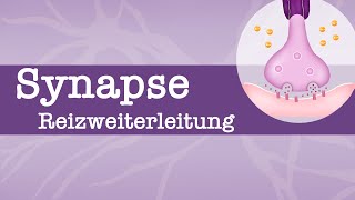 Synapse  Reizweiterleitung Erregungsleitung  EPSP IPSP  räumliche  zeitliche Summation [upl. by Catto]