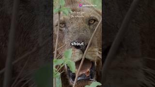 Lions The Amazing Facts 🦁shorts viralfacts trend LionFacts Wildlife KingOfTheJungle BigCats [upl. by Guimond]