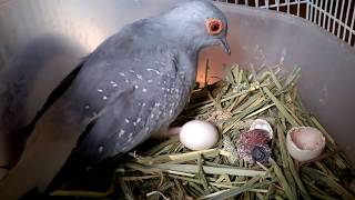 Baby diamond dove just hatched [upl. by Hsirk]