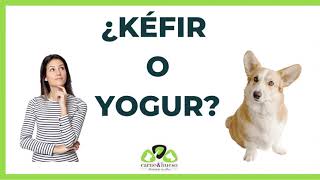 ¿Cuál es mejor probiótico para mi perro ¿El kéfir o el yogur [upl. by Constancy]