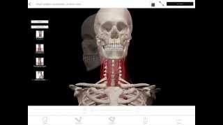 LearnVisible Body  Head Rotation Contralateral [upl. by Hola]