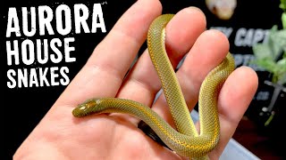 AURORA HOUSE SNAKES Care and Babies Hatching [upl. by Anitsuga461]