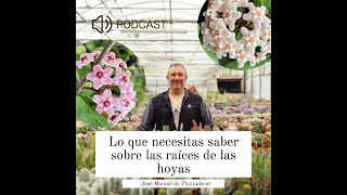 Lo que necesitas saber sobre las raíces de las hoyas para cultivarlas con éxito [upl. by Aihsenyt789]