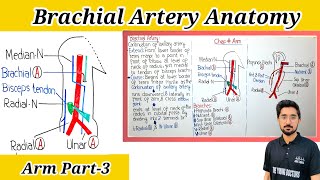 Brachial Artery Anatomy OriginCourseBranches amp RelationsArm Part3 [upl. by Rikahs224]