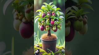 mangosteen gardening fruiting garden fruit bonsai shortsfeed youtubeshorts viralshorts [upl. by Hittel]