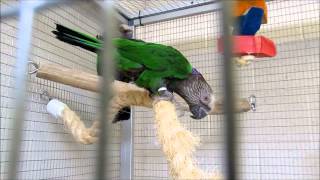 Hawk Headed Parrot Bert and Ernie Introductions [upl. by Hertzfeld289]