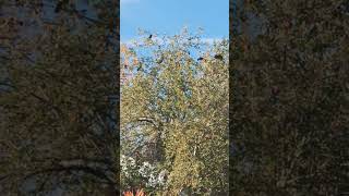 A flock of crows on an apple tree November 1 2024 [upl. by Sirtaeb22]