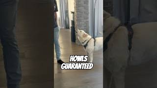 Guaranteed to make your dog howl  Bruce the Siberian Husky [upl. by Dewhirst]