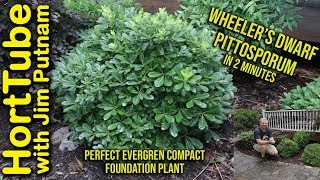 Wheelers Dwarf Pittosporum in 2 Minutes  Perfect Foundation Plant [upl. by Gittle]