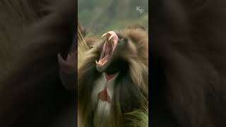 Discovering the Unique Features of Gelada Baboons [upl. by Zrike]