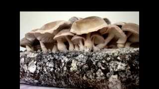 Shiitake Mushroom kit growing instructions [upl. by Teteak533]