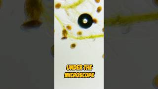 THE Most Common Dinoflagellate in the Hobby shorts aquarium topshelfaquatics [upl. by Abita]