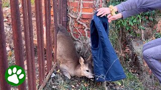 Woman saves deer in backyard [upl. by Edgard]