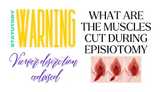 What muscles are cut during episiotomy incision episiotomy vaginaldelivery normaldeliverytips [upl. by Lynette749]