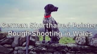 Rough Shooting  German Shorthaired Pointer Working Snipe and Woodcock [upl. by Codding]