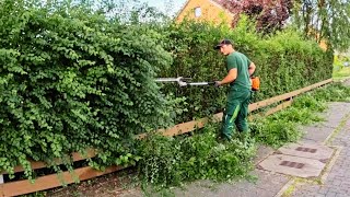 ÜBERWUCHERTE Hecke wird wieder in FORM gebracht Die Stadt MECKERT schon Satisfying Hedgecutting [upl. by Serge]