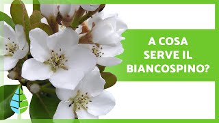 BENEFICI del BIANCOSPINO 🌸 Proprietà A Cosa Serve e Come Assumerlo [upl. by Nehgem102]