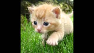 adventurous kitten in grass theme [upl. by Karina207]