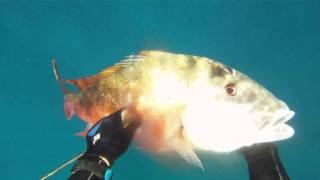 17lb Mutton Snapper  Freedive Spearfishing [upl. by Eisenberg]