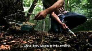 quotTam gdzie rosną grzybyquot  polski trailer w kinach od 30 listopada 2012 [upl. by Ranite]