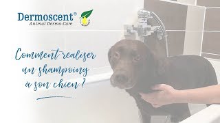 Comment faire un shampoing à son chien  Dermoscent [upl. by Natal]