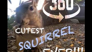 CUTE SQUIRREL 360 Video LG 360 Cam [upl. by Silverts]