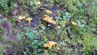 Belle cueillette de Chanterelles en Savoie [upl. by Ubald992]