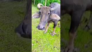 funny cow humor animals comedy [upl. by Nallac]