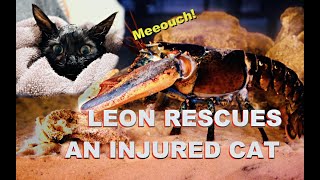 Leon Rescues An Injured Cat [upl. by Rauch]