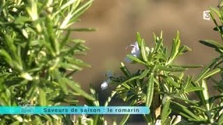 Saveur de saison  le romarin [upl. by Yerffe]