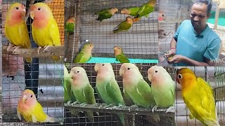 24 October 2024Lovebird ki phir shandar progress  ek Kamyab cag breeding  Hindi [upl. by Nauqahs]