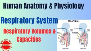 Respiratory Volumes and Capacities I Respiratory System I HAP pharmacynotes [upl. by Wynnie]