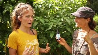 Uses for Tulsi Hydrosol from Kauai Farmacy [upl. by Eiramave208]