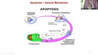 Cell Synchronization  Cell Senescence and Apoptosis by DrKPRenukaDevi [upl. by Alletnahs]