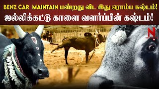 குழந்தையிடம் பாசமா இருக்கும் பெரியவங்க கிட்ட சீறும் Jallikattu  Tamilan  Chennai Kalai [upl. by Neehcas]