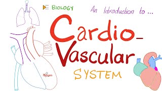 The Cardiovascular System CVS ❤️ 🩸  A Simple Introduction  Biology Anatomy Physiology [upl. by Harvie962]