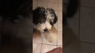 Training a Bernedoodle puppy commands tricks smartdog [upl. by Lairea570]