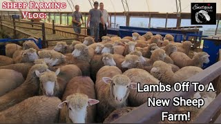 Selling Topquality Sheep For Breeding Purposes [upl. by Gibert270]