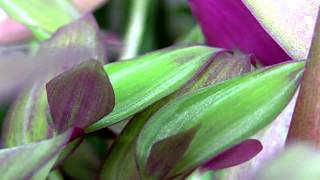 The beautiful Tradescantia zebrina a Spiderwort  also known as Wandering Jew or Inch Plant [upl. by Gone]