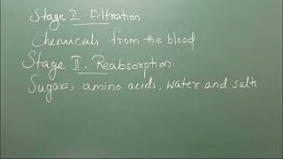 Biology  Lesson 5  Excretory system  role of kidney function in filtration  Part 3  ICSE [upl. by Bear]