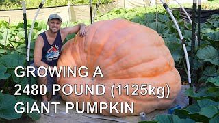 Growing a 2480 pound 1125kg Giant Pumpkin [upl. by Znerol438]