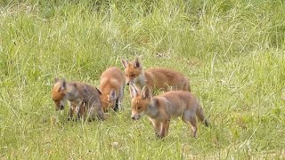 Prachtige natuurfilm quotSpringtime in Flanders fieldsquot Nederlands gesproken [upl. by Trilby]