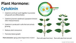 Plant Hormones Cytokinin  Biology [upl. by Lanette]