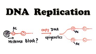 DNA Replication  Introduction  Is DNA polymerase slow [upl. by Home]