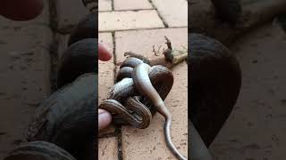 Brown House Snake constricted and killed a Southern Tree Agama [upl. by Paley939]