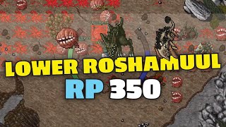 Lower Roshamuul  RP 350 solo  Tibia hunting [upl. by Sitoiyanap]