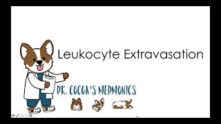 Leukocyte Extravasation [upl. by Hortensia]